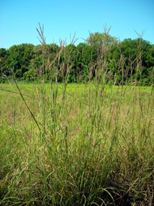 big bluestem3